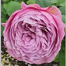 Rosa hort. Lavender Ice