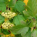 Physocarpus amurensis (pęcherznica amurska)