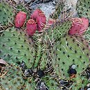 Opuntia macrorhiza