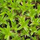 Minuartia stellata