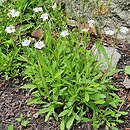 Silene alpestris (lepnica alpejska)