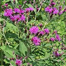 Vernonia gigantea (wernonia olbrzymia)