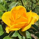 Rosa hort. Gold Reef