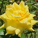 Rosa hort. Citrina