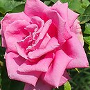 Rosa hort. Lancome