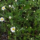 Anthemis arvensis (rumian polny)