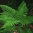 Athyrium filix-femina (wietlica samicza)