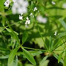 Galium palustre (przytulia błotna)