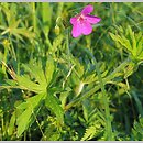 Geranium palustre (bodziszek błotny)