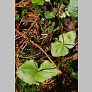 Listera cordata (listera sercowata)