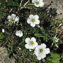 Minuartia kitaibelii (mokrzyca Kitaibela)