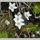 Minuartia verna (mokrzyca wiosenna)