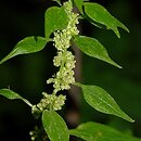 Parietaria officinalis (parietaria lekarska)