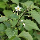 Solanum nigrum (psianka czarna)