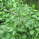 Veronica anagallis-aquatica (przetacznik bobownik)