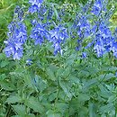 Veronica teucrium (przetacznik pagórkowy)