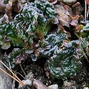 Ajuga pyramidalis Metallica Crispa