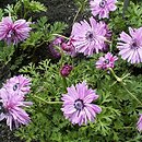 Anemone coronaria (zawilec wieńcowy)