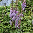 Astilbe (tawułka)