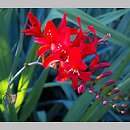 Crocosmia ×crocosmiiflora (krokosmia ogrodowa)