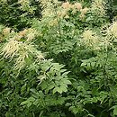 Aruncus sylvestris (parzydło leśne)