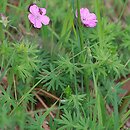 Geranium sanguineum (bodziszek czerwony)