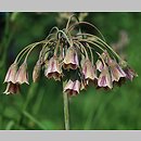 Nectaroscordum siculum ssp. siculum (nektaroskorodum sycylijskie)