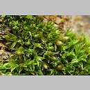 Orthotrichum diaphanum (szurpek przeźroczysty)