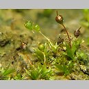 Funariaceae (skrętkowate)