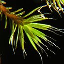 Polytrichum piliferum (płonnik włosisty)