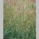 Calamagrostis canescens (trzcinnik lancetowaty)