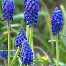 Muscari (szafirek)