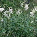 Filipendula ulmaria (wiązówka błotna)