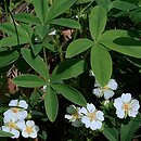 Potentilla alba (pięciornik biały)