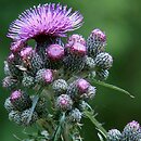 Cirsium palustre (ostrożeń błotny)