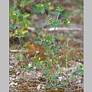 Medicago minima (lucerna kolczastostrąkowa)