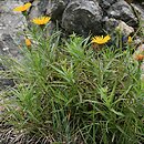 Inula ensifolia (oman wąskolistny)