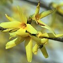 Forsythia suspensa (forsycja zwisła)