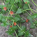 Anagallis arvensis (kurzyślad polny)