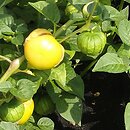 Physalis ixocarpa (miechunka pomidorowa)