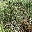 Carex paniculata (turzyca prosowa)