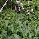 Polygonum bistorta (rdest wężownik)