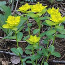 Euphorbia epithymoides (wilczomlecz pstry)