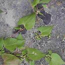 Fallopia convolvulus (rdestówka powojowata)