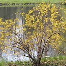 Forsythia ×intermedia (forsycja pośrednia)