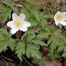 Anemone nemorosa (zawilec gajowy)