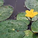 Nymphoides peltata (grzybieńczyk wodny)