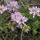 Coronilla varia (cieciorka pstra)