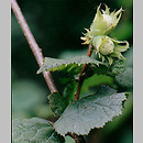 Corylus (leszczyna)