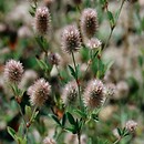 Trifolium arvense (koniczyna polna)